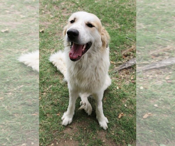 Medium Photo #9 Great Pyrenees Puppy For Sale in Dallas, TX, USA