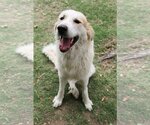 Small #8 Great Pyrenees