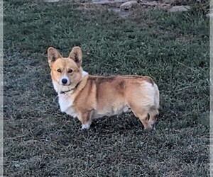 Father of the Pembroke Welsh Corgi puppies born on 12/11/2023