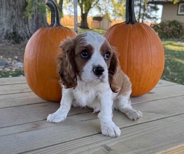 Medium Photo #4 Cavalier King Charles Spaniel Puppy For Sale in THORP, WI, USA