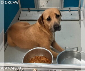 American Staffordshire Terrier-Unknown Mix Dogs for adoption in Oklahoma City, OK, USA