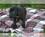 Puppy Kate Labrador Retriever