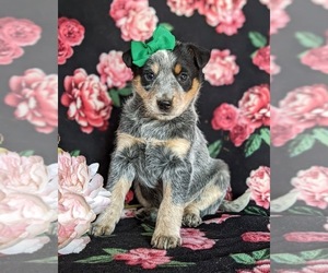 Australian Cattle Dog Puppy for sale in CONESTOGA, PA, USA