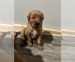 Small Golden Retriever