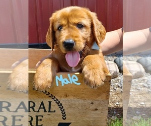 Golden Retriever Puppy for sale in NILES, MI, USA