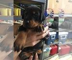 Small Photo #8 Doberman Pinscher Puppy For Sale in CORONA, CA, USA
