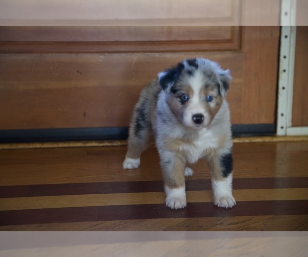Medium Photo #7 Australian Shepherd Puppy For Sale in GREER, SC, USA