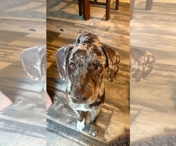 Medium Photo #3 Mutt Puppy For Sale in Mount Pleasant, SC, USA