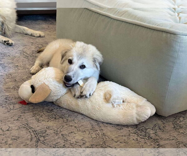 Medium Photo #2 Great Pyrenees-Unknown Mix Puppy For Sale in Houston, TX, USA