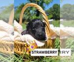 Small Photo #31 Aussiedoodle Puppy For Sale in CONWAY, SC, USA