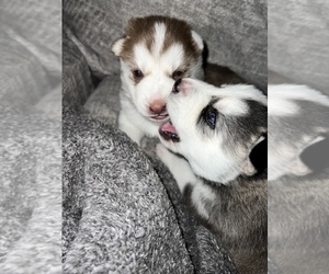 Siberian Husky Puppy for sale in CONWAY, SC, USA