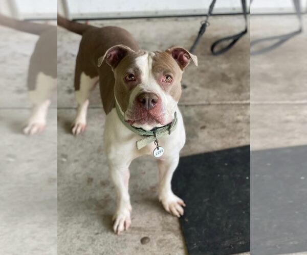 Medium Photo #5 American Pit Bull Terrier Puppy For Sale in Rockville, MD, USA