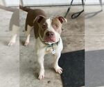 Small #4 American Pit Bull Terrier