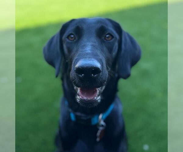 Medium Photo #3 Labrador Retriever-Unknown Mix Puppy For Sale in San Diego, CA, USA