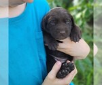 Small #2 Labrador Retriever