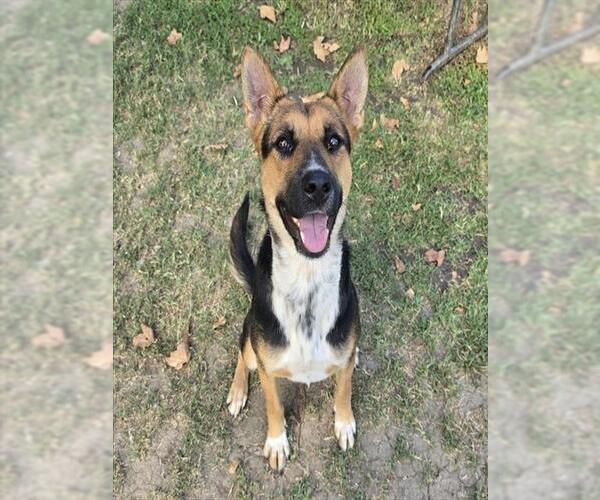 Medium Photo #2 German Shepherd Dog-Unknown Mix Puppy For Sale in Riverside, CA, USA