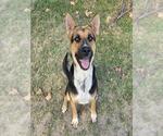 Small #1 German Shepherd Dog Mix