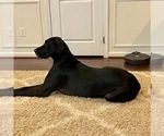 Small Photo #1 Great Dane Puppy For Sale in ALDIE, VA, USA