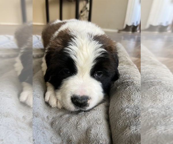 Medium Photo #1 Saint Bernard Puppy For Sale in ARLINGTON, IN, USA