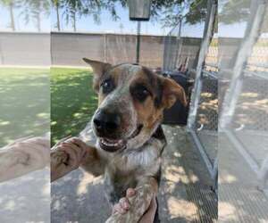 Mutt Dogs for adoption in Calgary, Alberta, Canada