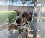 Small Mutt