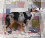 Small #7 Miniature Australian Shepherd