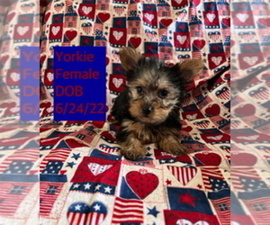 Yorkshire Terrier Puppy for sale in AMSTERDAM, MO, USA