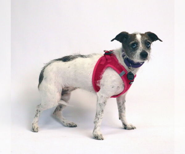 Medium Photo #2 Chihuahua-Parson Russell Terrier Mix Puppy For Sale in Princeton, MN, USA