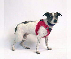 Marble - Female Chihuahua-Parson Russell Terrier Mix Dog for Adoption - Photo #2