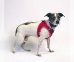 Small #1 Chihuahua-Parson Russell Terrier Mix