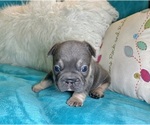 Small #2 French Bulldog