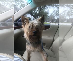 Mutt Dogs for adoption in Spring, TX, USA