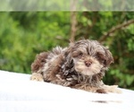 Small #18 ShihPoo