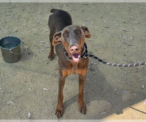 Doberman Pinscher Dogs for adoption in Martinez, CA, USA