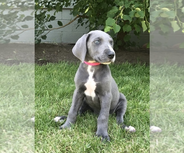 Medium Photo #1 Great Dane Puppy For Sale in BEND, OR, USA