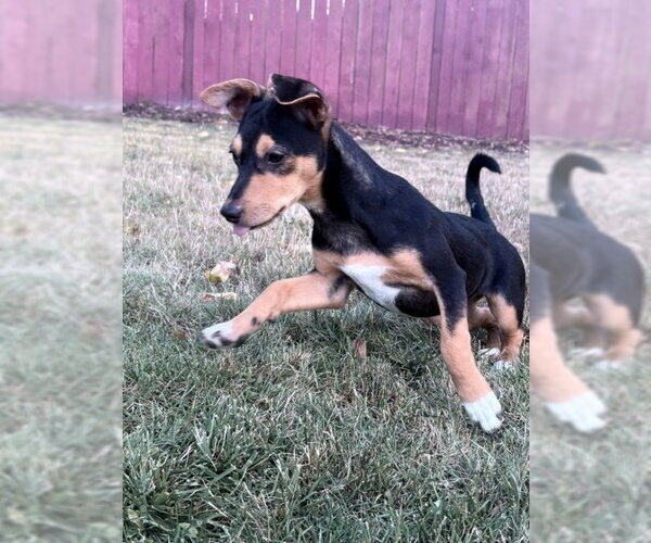 Medium Photo #5 Rat Terrier-Unknown Mix Puppy For Sale in Bellevue, WA, USA