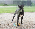 Small #5 Retriever  Mix