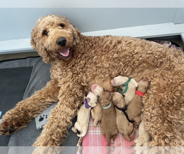 Medium Photo #1 Goldendoodle Puppy For Sale in FORT WORTH, TX, USA