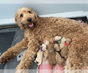 Mother of the Goldendoodle puppies born on 04/29/2023