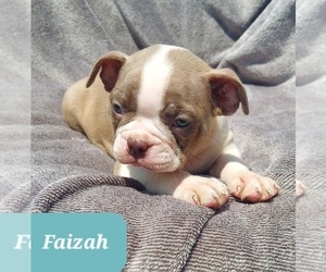 Boston Terrier Puppy for sale in POMEROY, OH, USA