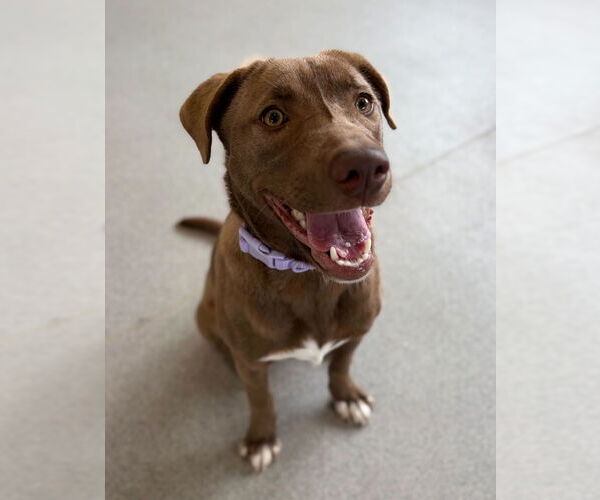 Medium Photo #2 Labrador Retriever-Unknown Mix Puppy For Sale in Jefferson, WI, USA