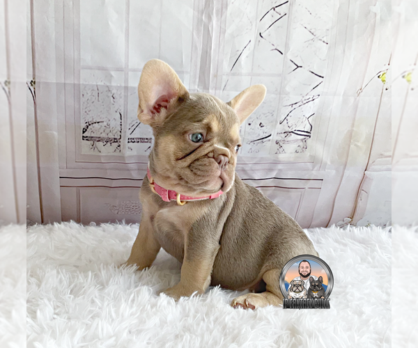 Medium Photo #5 French Bulldog Puppy For Sale in LEHIGH ACRES, FL, USA