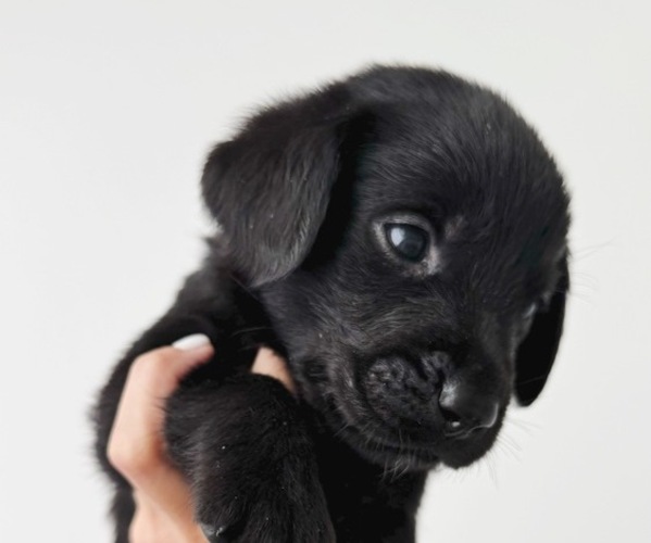 Medium Photo #2 Labrador Retriever Puppy For Sale in ENCINITAS, CA, USA