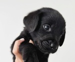 Small #1 Labrador Retriever