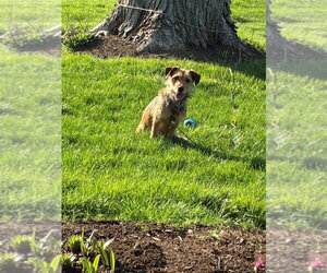 Mutt Dogs for adoption in Springdale, PA, USA