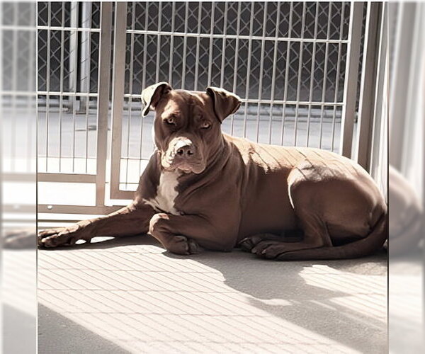 Medium Photo #1 Mutt Puppy For Sale in Pasadena, CA, USA