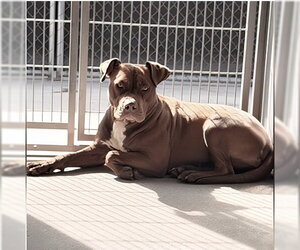 Mutt Dogs for adoption in Pasadena, CA, USA