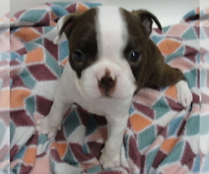 Boston Terrier Puppy for sale in CRKD RVR RNCH, OR, USA
