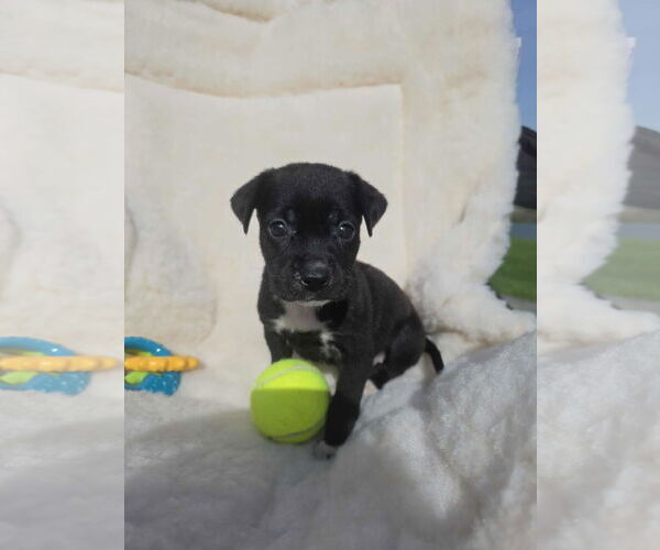 Medium Photo #2 Boxador Puppy For Sale in SHERBURNE, NY, USA