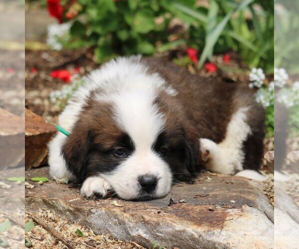Medium Photo #3 Saint Bernard Puppy For Sale in NEW HOLLAND, PA, USA